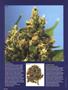 Page: - 50 | High Times