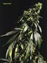 Page: - 51 | High Times