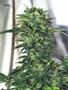 Page: - 54 | High Times