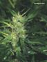 Page: - 56 | High Times
