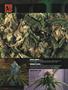 Page: - 12 | High Times