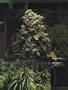 Page: - 13 | High Times