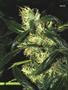 Page: - 51 | High Times