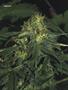 Page: - 54 | High Times