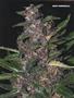 Page: - 89 | High Times