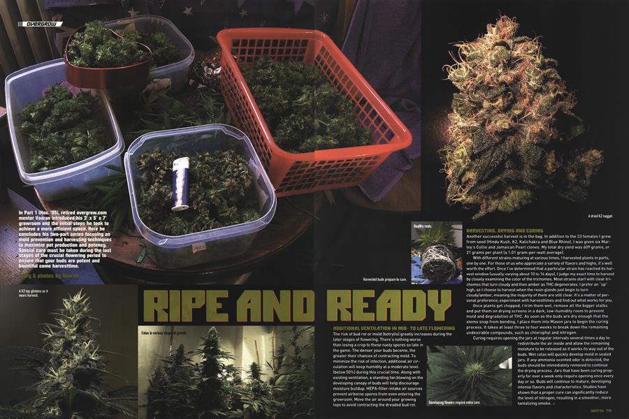 RIPE AND READY
