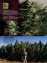 Page: - 12 | High Times