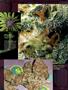 Page: - 13 | High Times