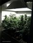 Page: - 49 | High Times