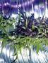 Page: - 51 | High Times