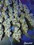 Page: - 54 | High Times