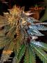 Page: - 77 | High Times