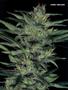 Page: - 89 | High Times