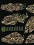 Page: - 52 | High Times