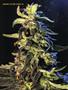 Page: - 54 | High Times