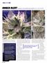 Page: - 80 | High Times