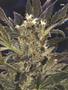 Page: - 89 | High Times