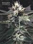 Page: - 13 | High Times
