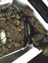 Page: - 53 | High Times
