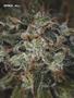 Page: - 54 | High Times