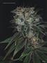 Page: - 57 | High Times