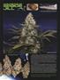 Page: - 60 | High Times