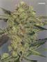 Page: - 89 | High Times