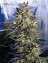 Page: - 13 | High Times