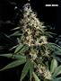 Page: - 51 | High Times