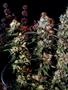 Page: - 52 | High Times
