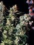 Page: - 53 | High Times