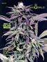 Page: - 77 | High Times