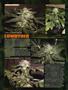 Page: - 82 | High Times
