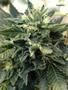 Page: - 89 | High Times