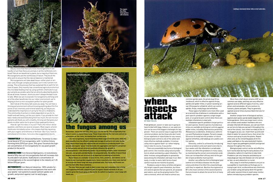 when insects attack