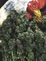 Page: - 52 | High Times