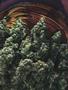 Page: - 53 | High Times