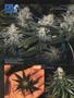 Page: - 70 | High Times