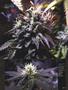 Page: - 71 | High Times