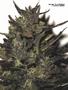 Page: - 89 | High Times