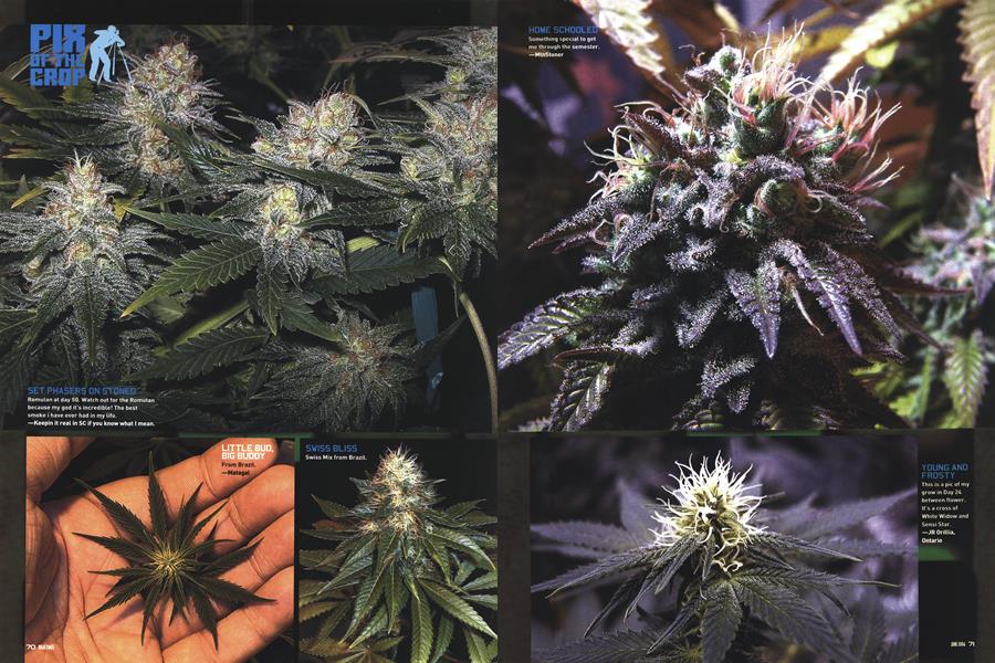PIX OF THE CROP