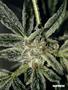 Page: - 47 | High Times