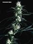 Page: - 51 | High Times