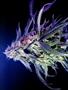 Page: - 52 | High Times
