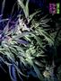 Page: - 53 | High Times