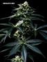 Page: - 54 | High Times