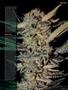 Page: - 59 | High Times