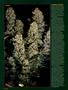 Page: - 60 | High Times
