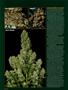 Page: - 62 | High Times