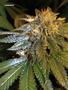 Page: - 77 | High Times